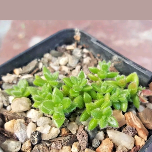 Plant image Crassula Lanuginosa var. Lanuginosa