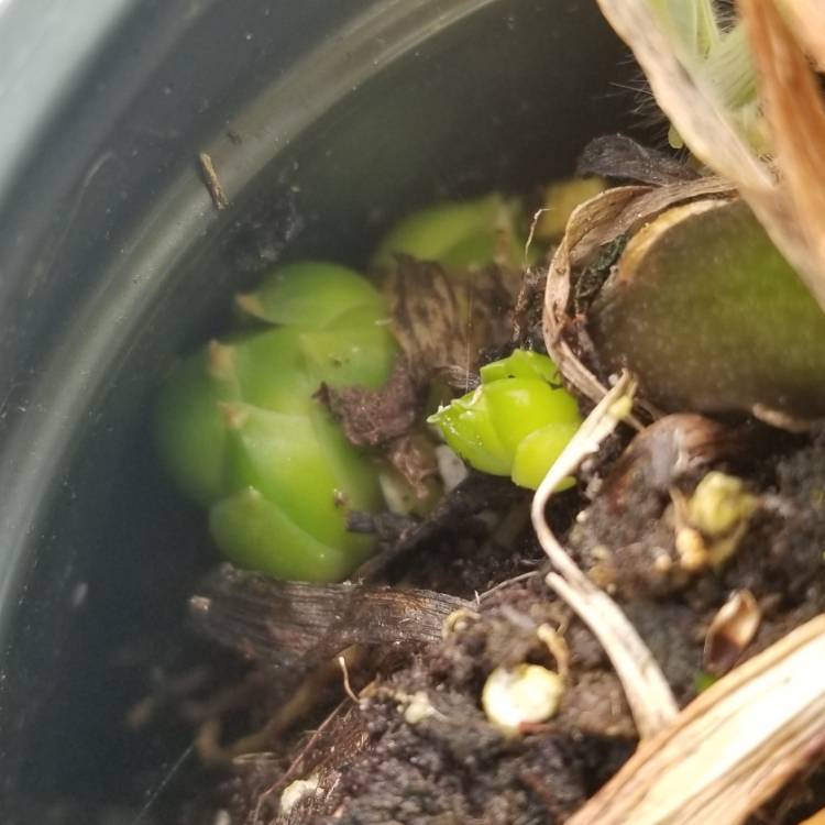 plant image 1032445