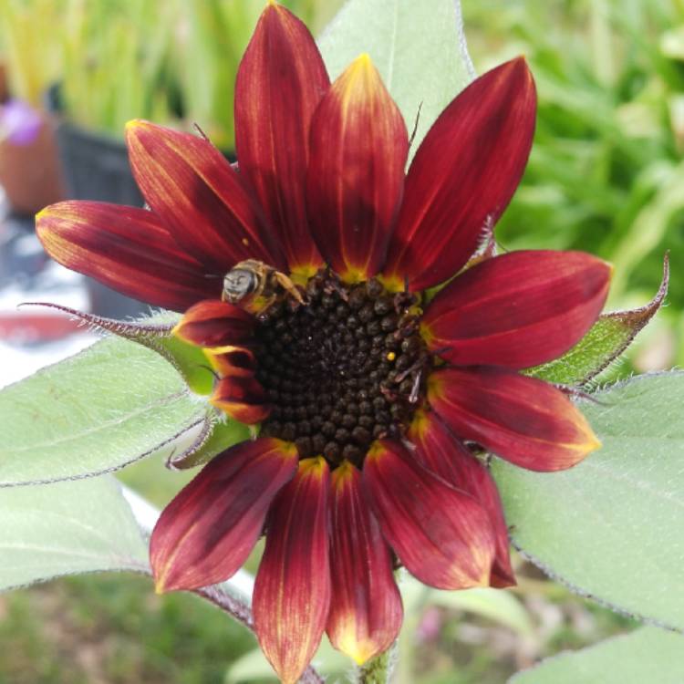 Plant image Helianthus annuus 'Evening Sun'
