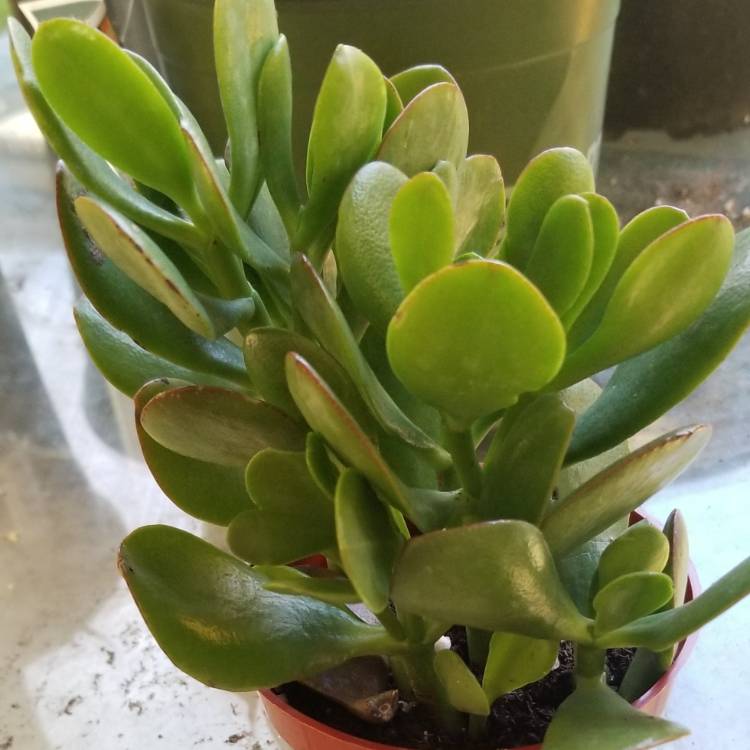 plant image 1193690