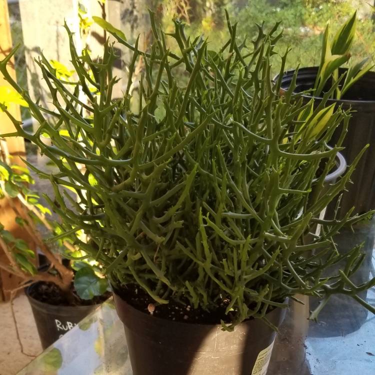 Plant image Euphorbia (tirucalli x stenoclada)