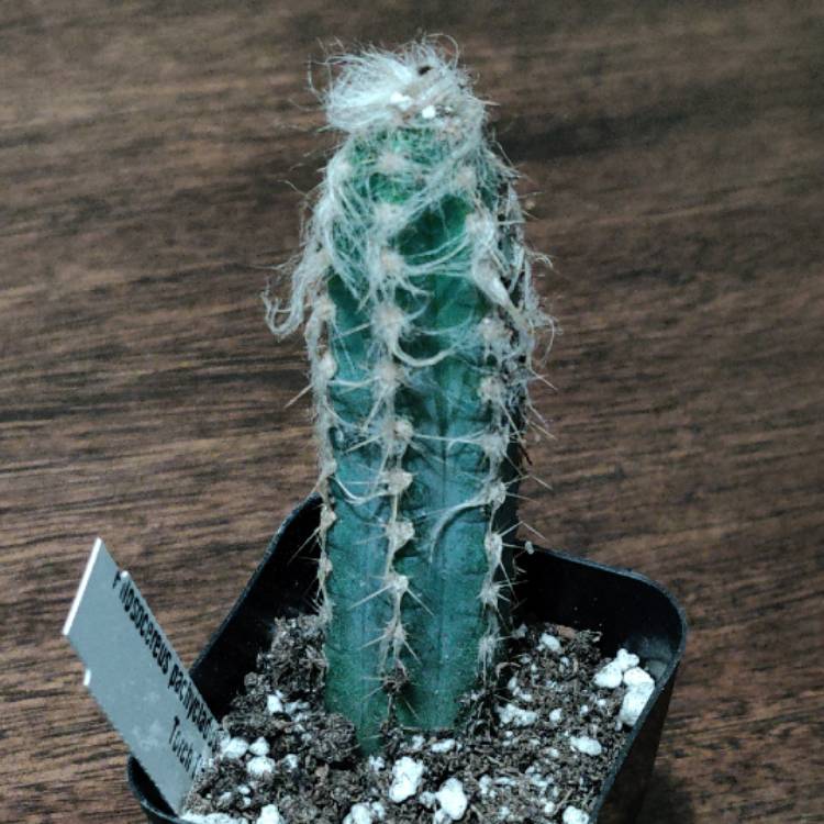 Plant image Pilosocereus pachycladus
