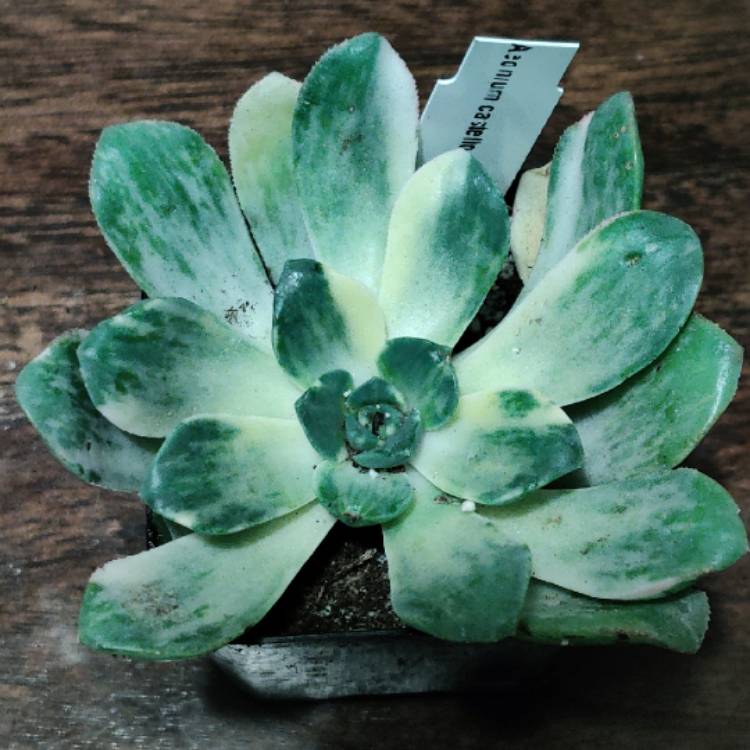 Plant image Aeonium Castello-Paivae