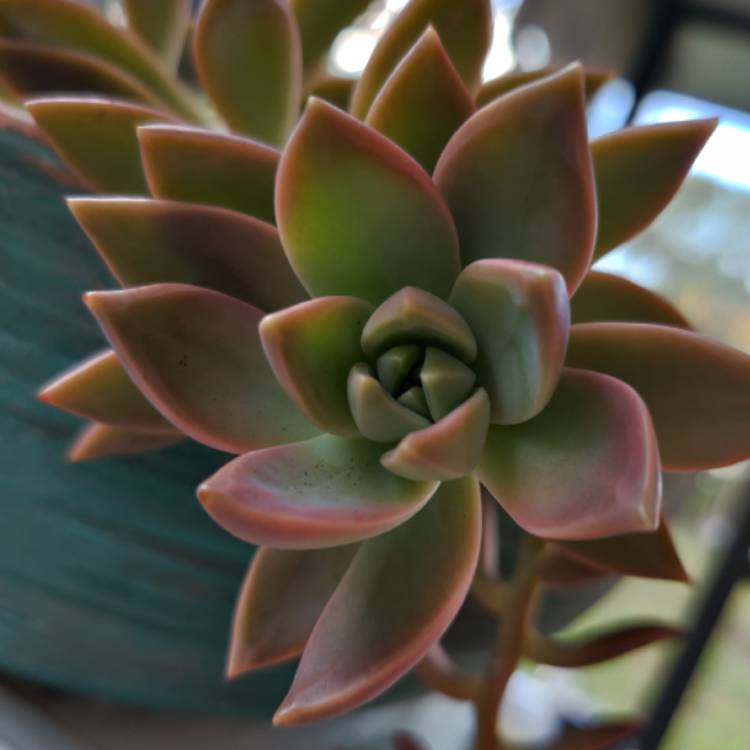 plant image 1207378 plant image 1207378