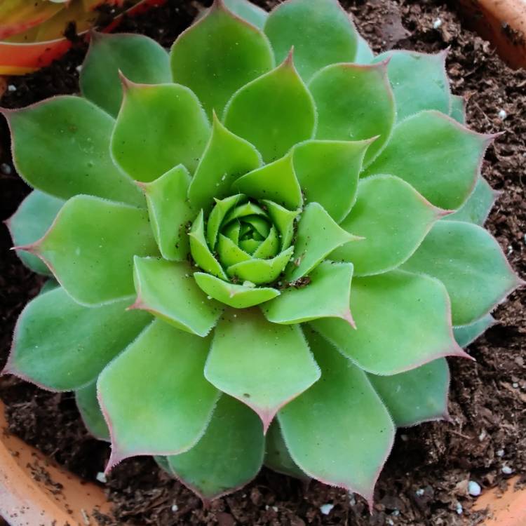 plant image 1211593 plant image 1211593