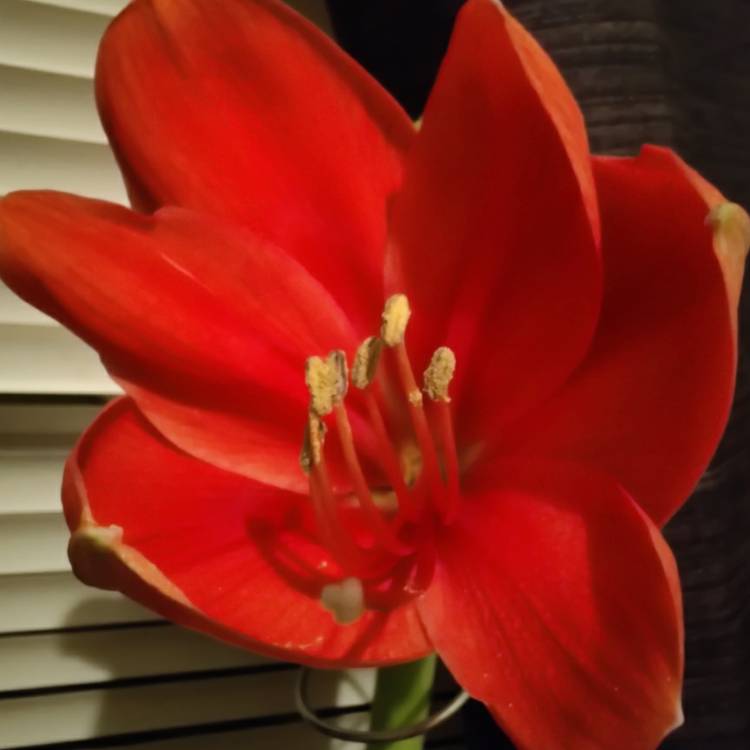 Plant image Hippeastrum 'Ferrari'