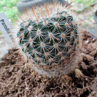 Parodia Erubescens syn. Notocactus schlosseri