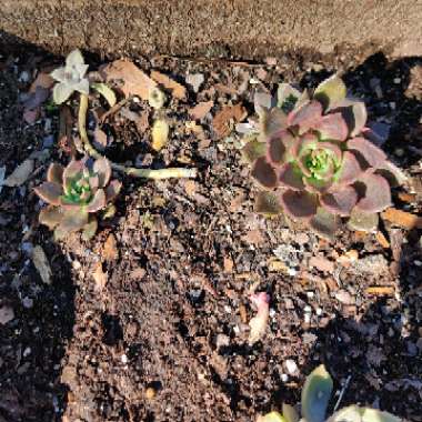 Echeveria Black Prince