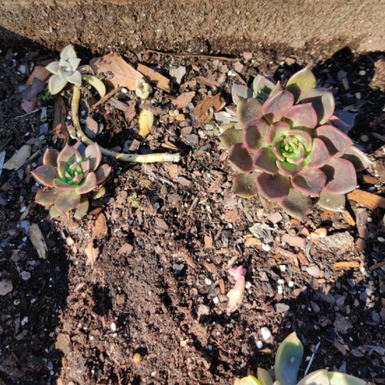 plant image 1233755