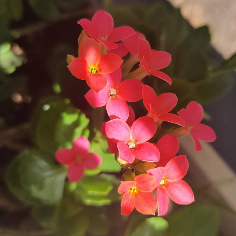 plant image 1237177