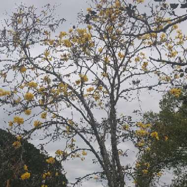 Tabebuia chrysantha