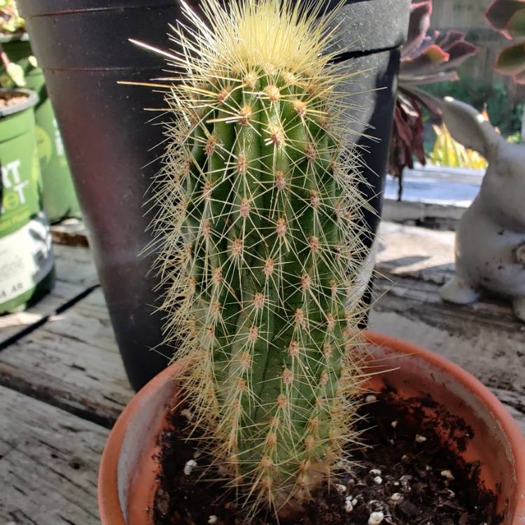 plant image 1239611