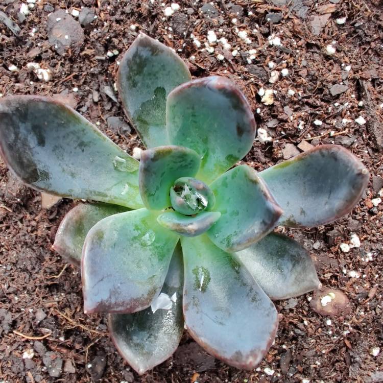 Plant image Echeveria Blue Prince