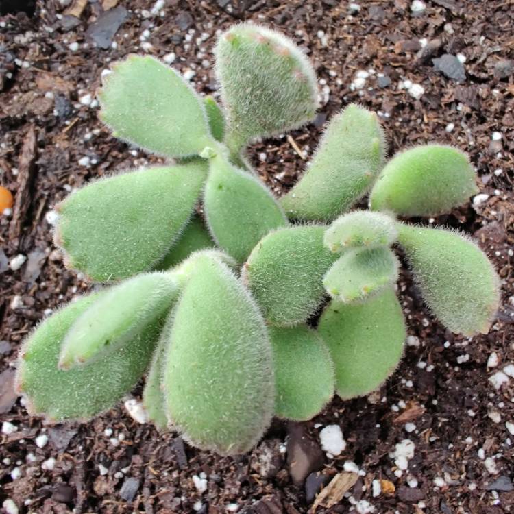plant image 1245060 plant image 1245060