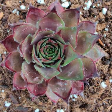 Sempervivum Grammens