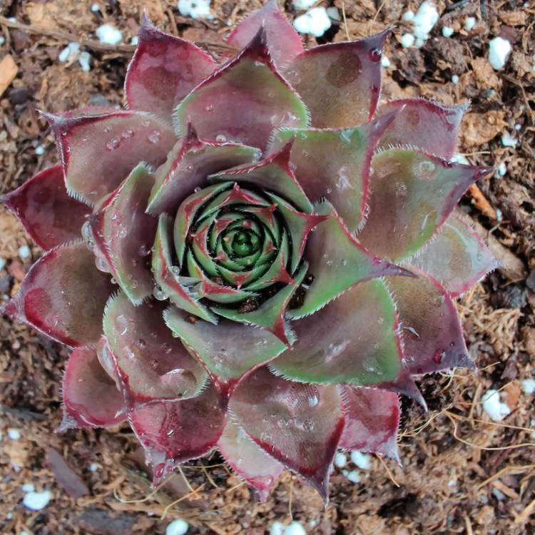Plant image Sempervivum Grammens