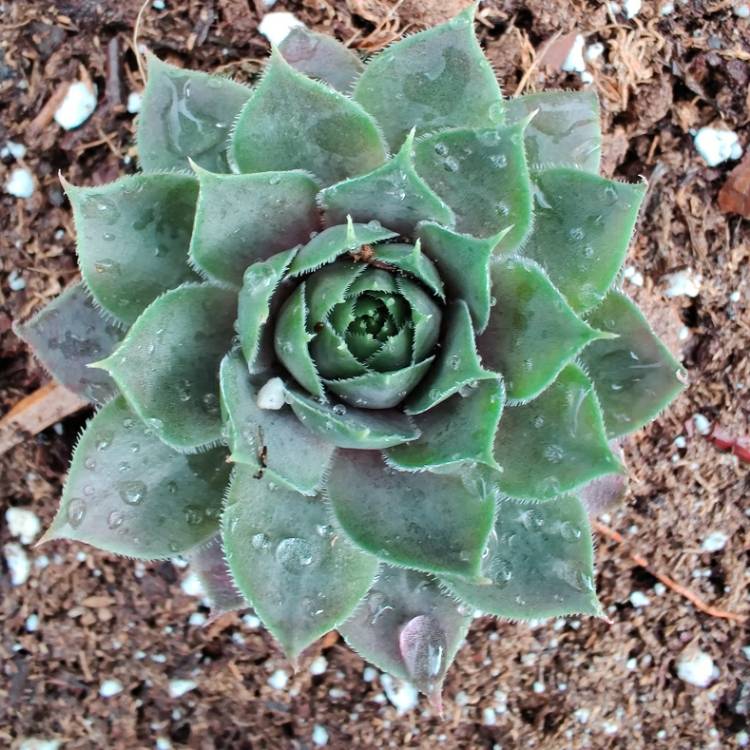 Plant image Sempervivum Magnificum