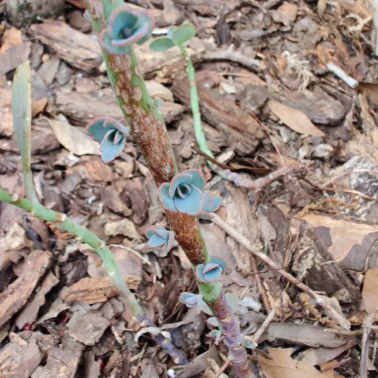plant image 1250291 plant image 1250291