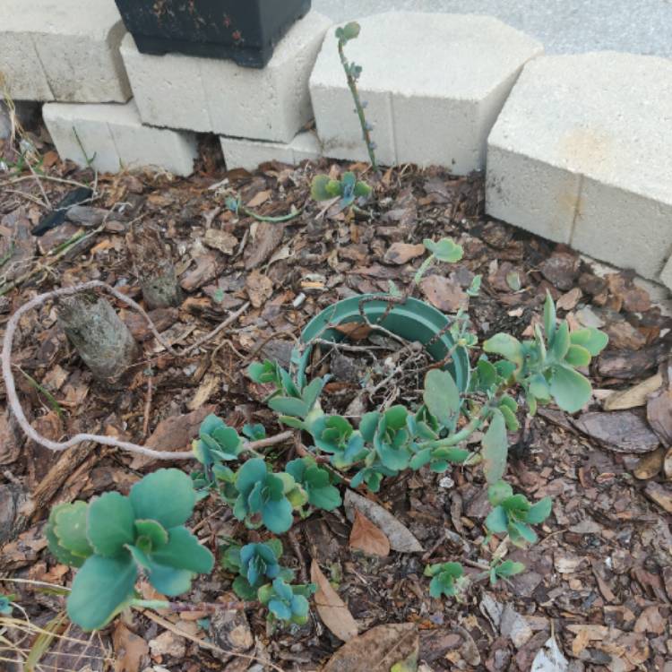 plant image 1250296 plant image 1250296