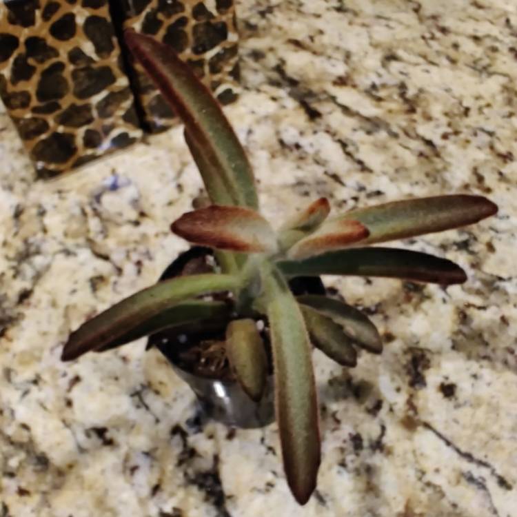 Plant image Kalanchoe Tomentosa Cinnamon