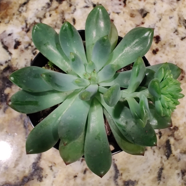 Plant image xSedeveria Blue Elf