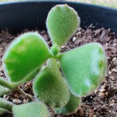 Cotyledon tomentosa