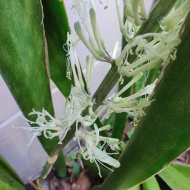 Sansevieria