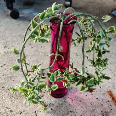 Aptenia cordifolia variegata 'Crystal'
