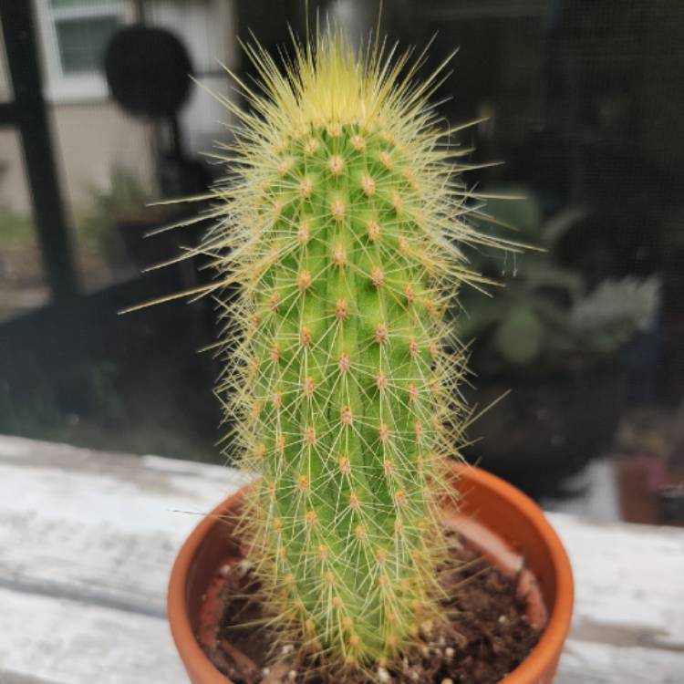 plant image 1270956