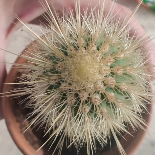 plant image 1271178
