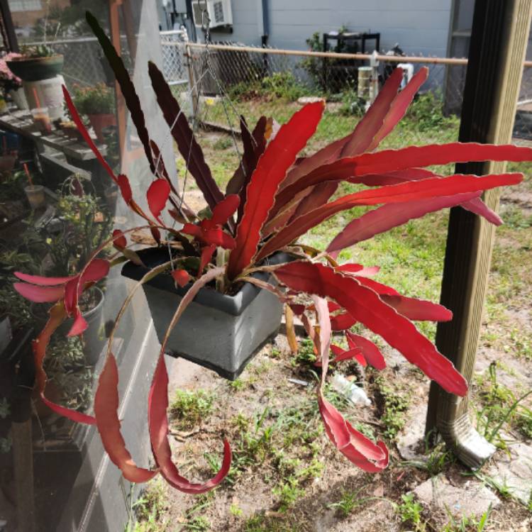 plant image 1273974 plant image 1273974