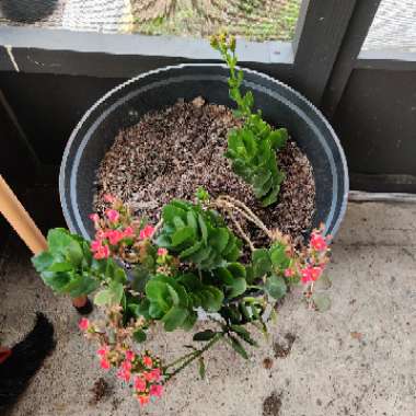 Kalanchoe Blossfeldiana