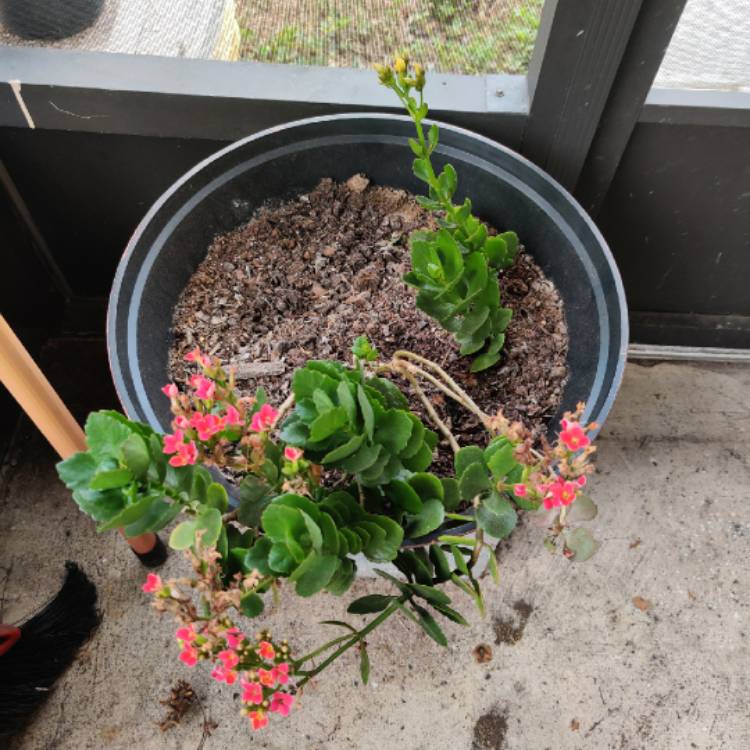 plant image 1274810