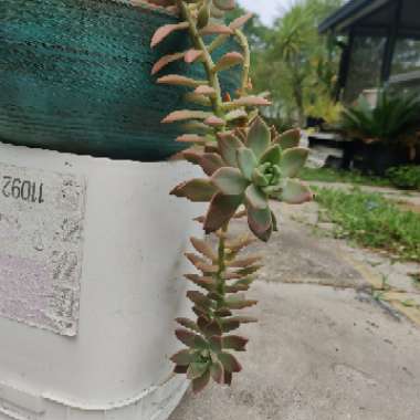 x Graptosedum California Sunset