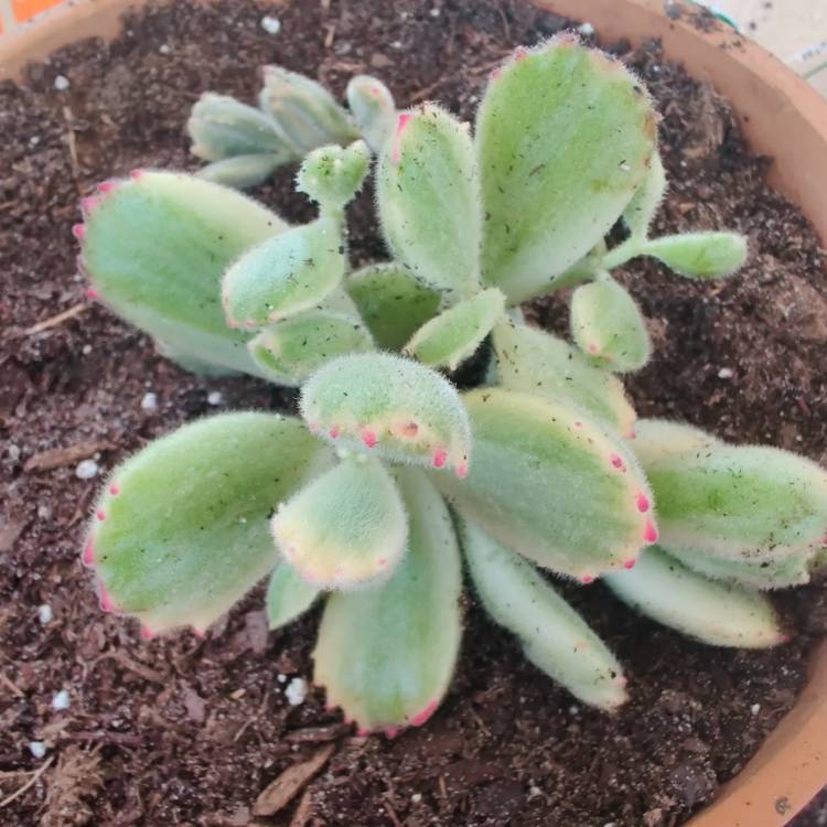 plant image 1276422 plant image 1276422