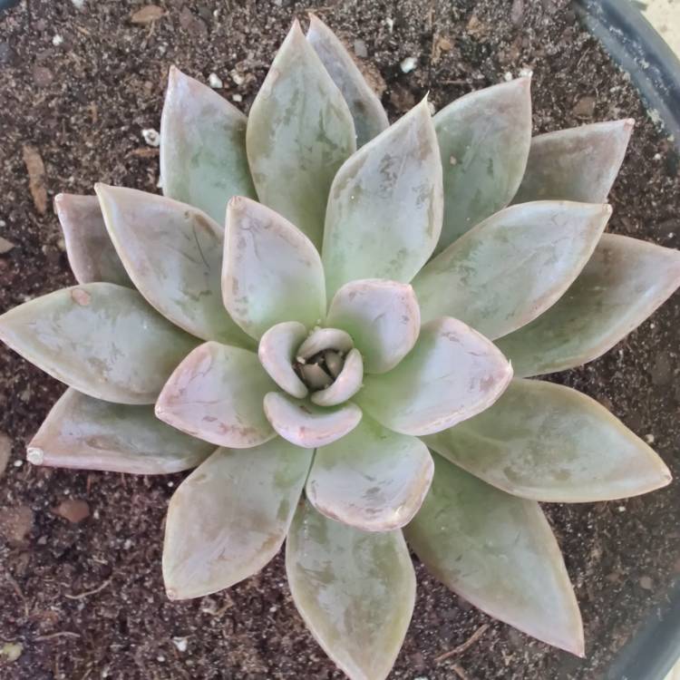 plant image 1276425