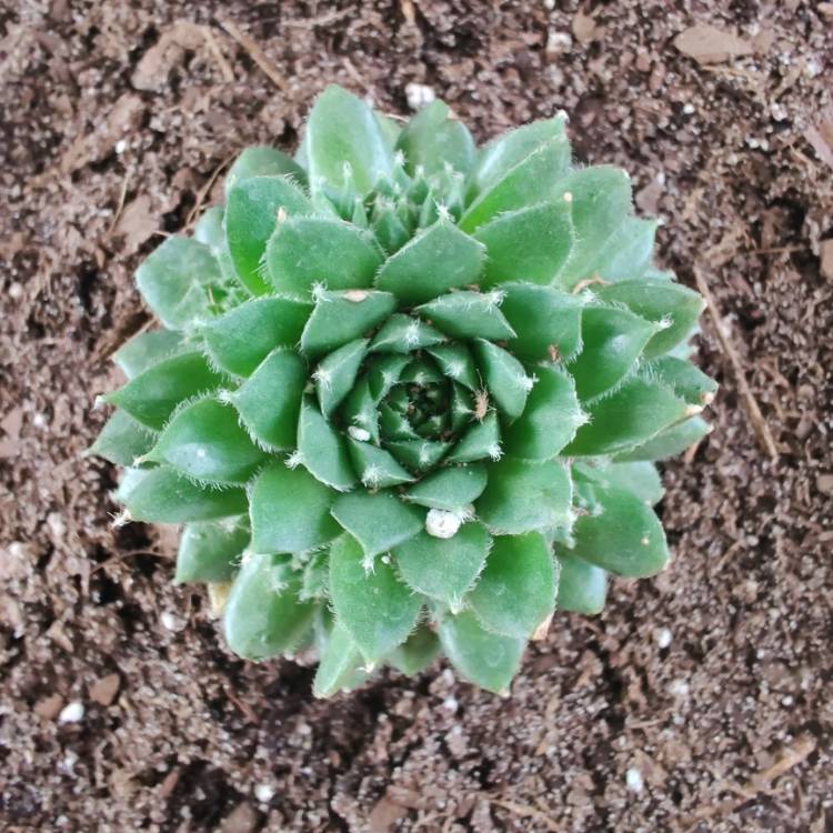 Plant image Sempervivum Cinnamon Starburst