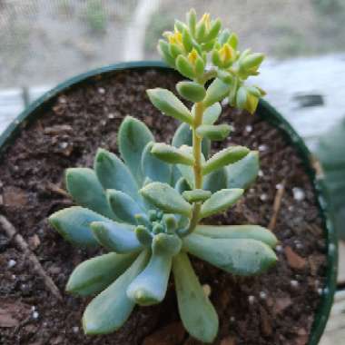xSedeveria Blue Elf