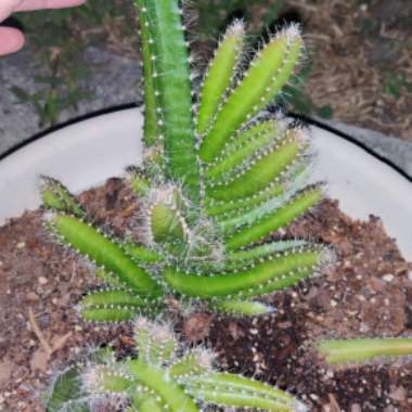 Selenicereus testudo