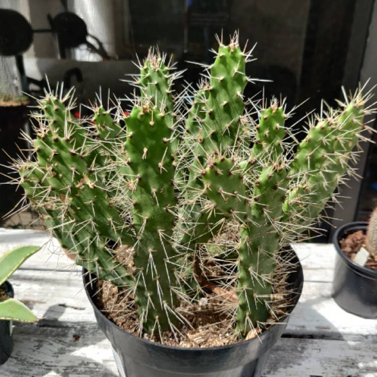 Plant image Consolea falcata syn.Opuntia falcata