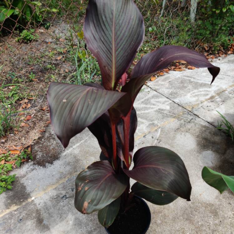 plant image 1285861 plant image 1285861