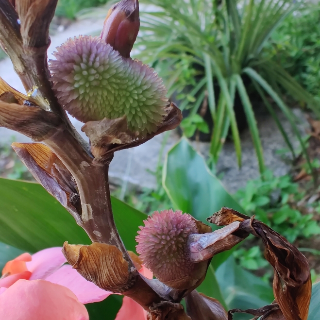 plant image 1285871
