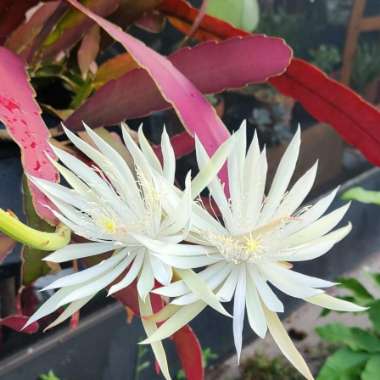 Epiphyllum