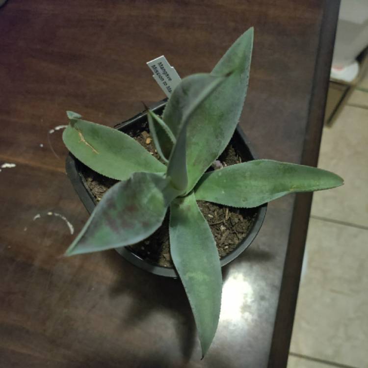 Plant image Mangave Mission To Mars