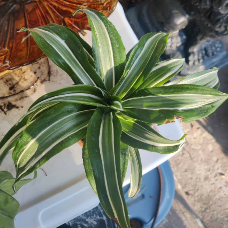 Plant image Dracaena deremensis 'White Jewel'