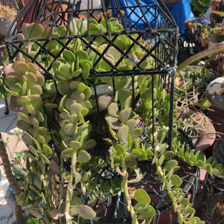 Plant image Kleinia Petraea
