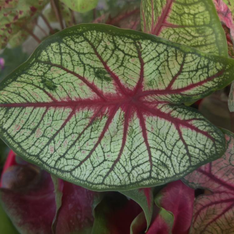 Plant image Caladium 'White Queen'