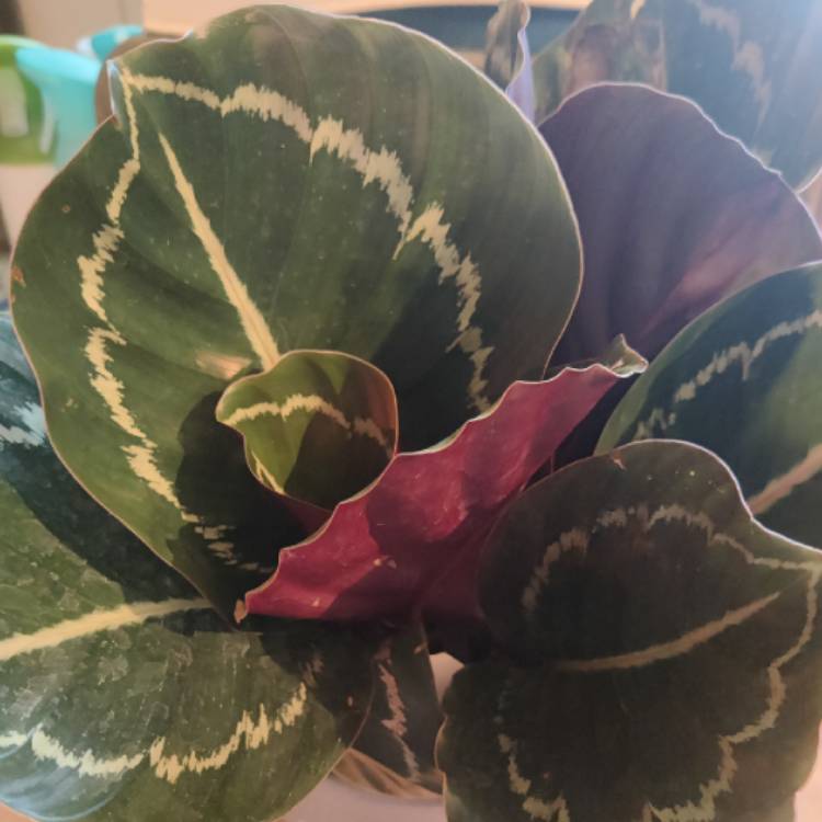 Plant image Calathea veitchiana