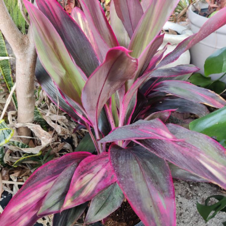 Plant image Cordyline Fruticosa 'Red Sister'