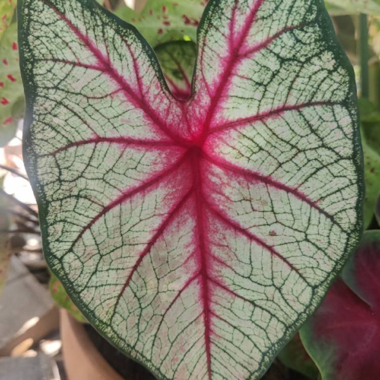 Plant image Caladium 'White Queen'